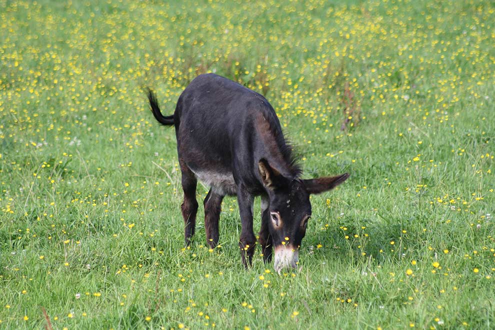 osioł zwyczajny (Equus asinus)