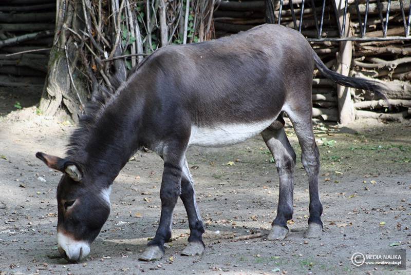 osioł zwyczajny (Equus asinus)