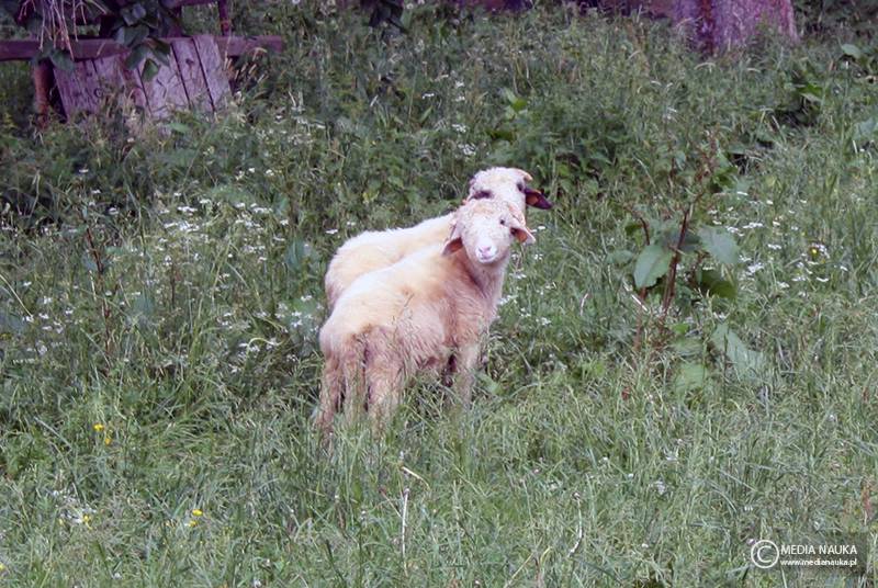 owca domowa (Ovis aries)