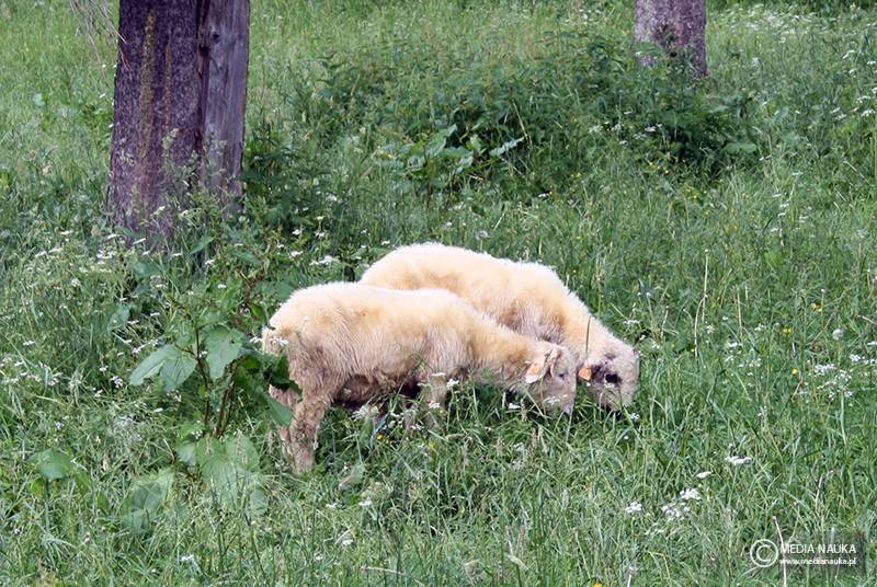 owca domowa (Ovis aries)