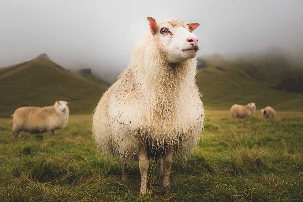 owca domowa (Ovis aries)