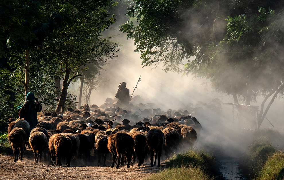 owca domowa (Ovis aries)