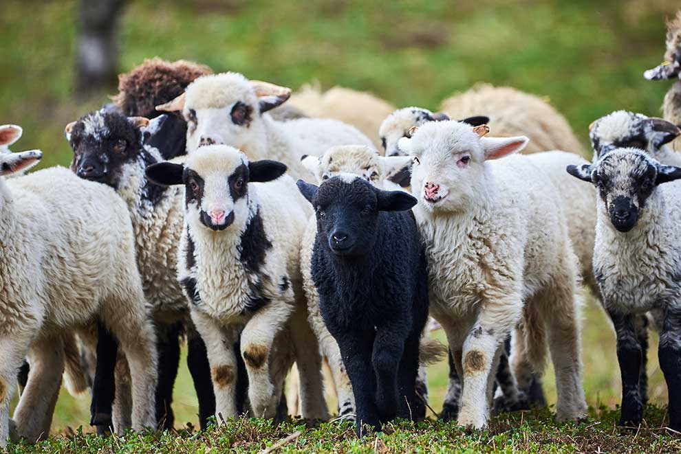 owca domowa (Ovis aries)