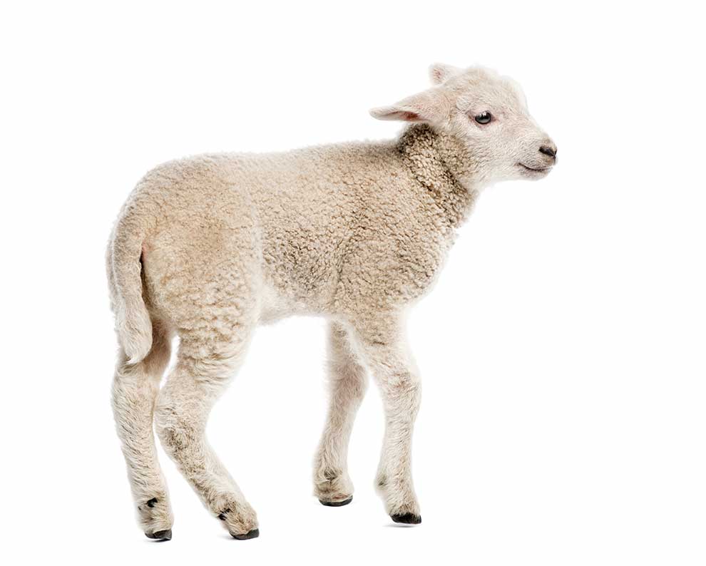 owca domowa (Ovis aries)