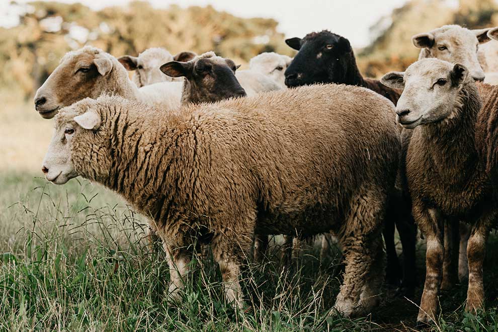 owca domowa (Ovis aries)