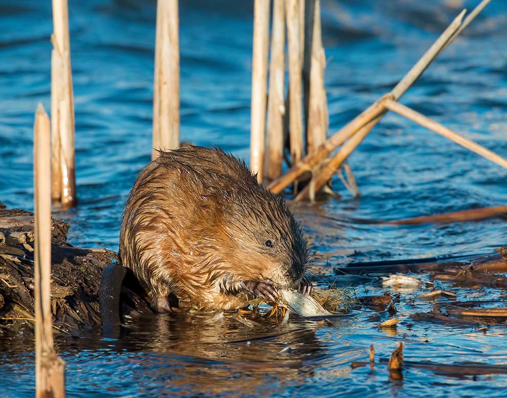 piżmak amerykański (Ondatra zibethicus)