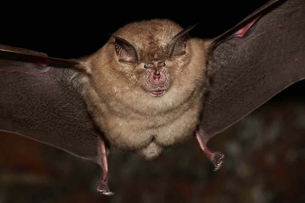 podkowiec duży (Rhinolophus ferrumequinum)