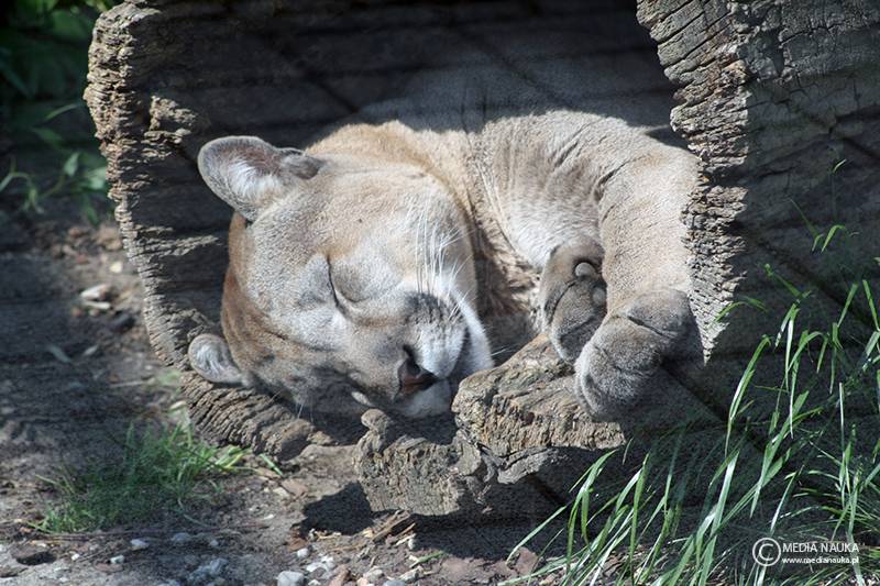 puma płowa (Puma concolor)