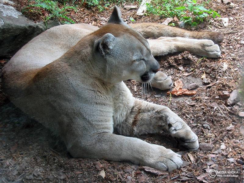 puma płowa (Puma concolor)