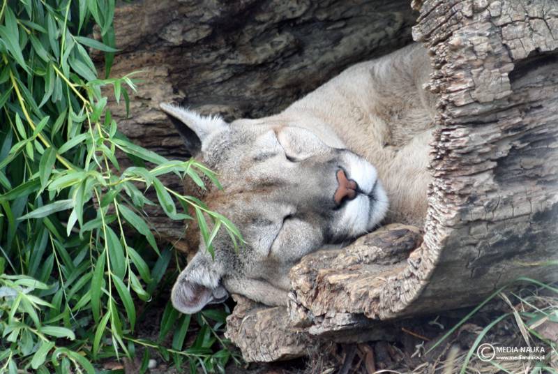 puma płowa (Puma concolor)