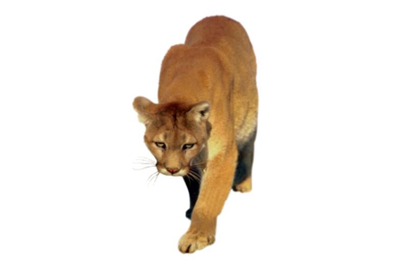 puma płowa (Puma concolor)
