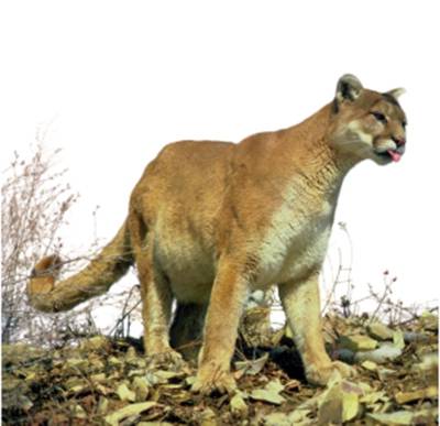 puma płowa (Puma concolor)