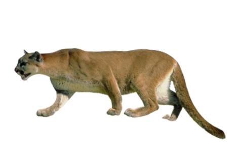 puma płowa (Puma concolor)