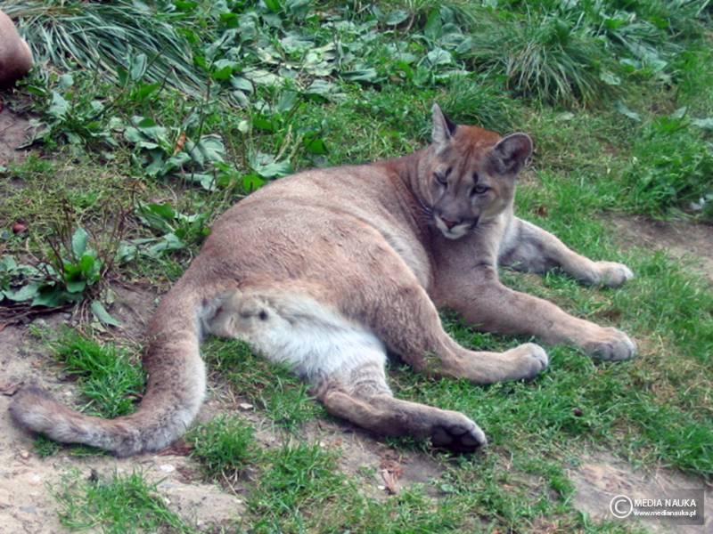 puma płowa (Puma concolor)
