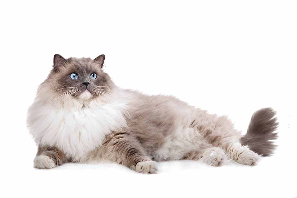 kot domowy (Felis catus)