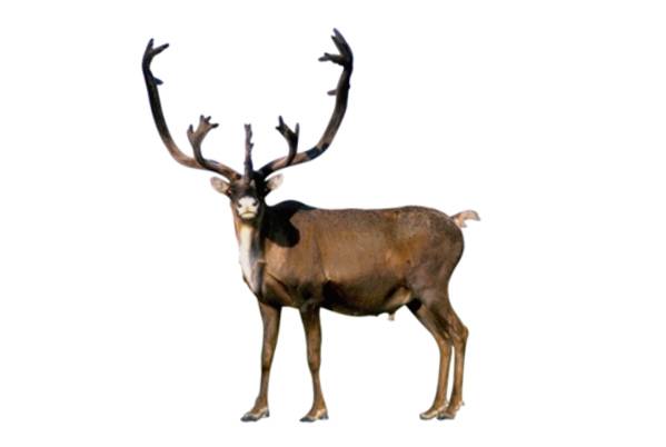renifer tundrowy (Rangifer tarandus)