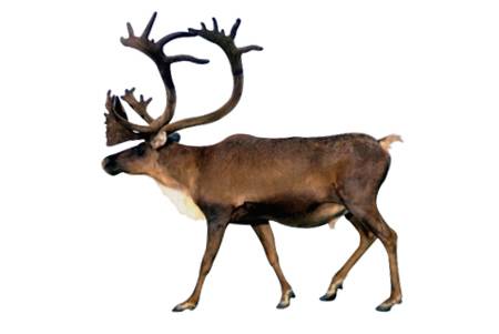 renifer tundrowy (Rangifer tarandus)