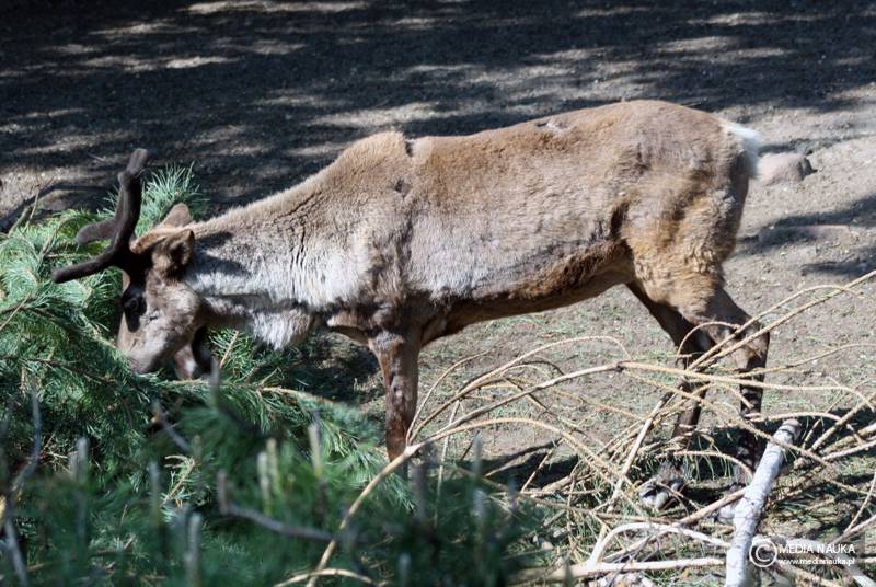 renifer tundrowy (Rangifer tarandus)