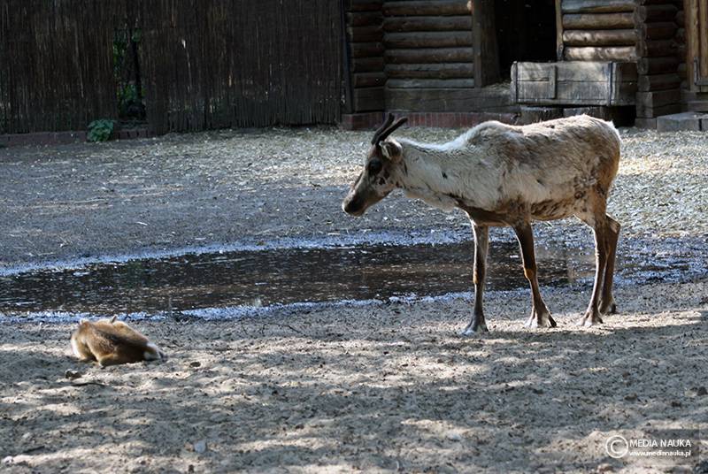 renifer tundrowy (Rangifer tarandus)
