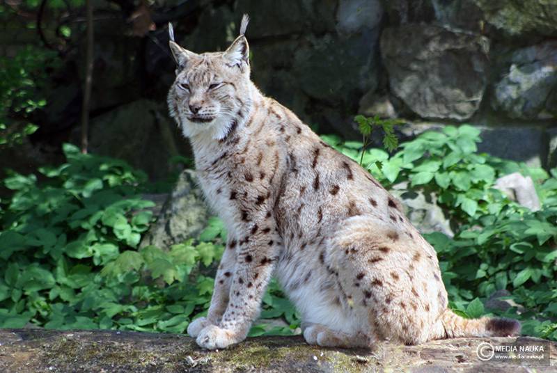 ryś euroazjatycki (Lynx lynx)