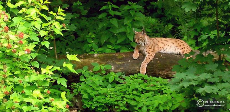 ryś euroazjatycki (Lynx lynx)