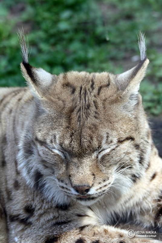 ryś euroazjatycki (Lynx lynx)