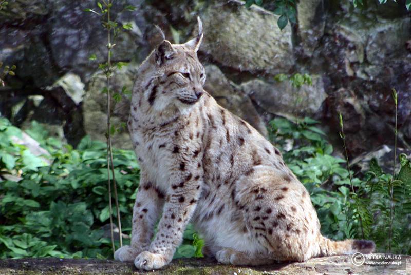 ryś euroazjatycki (Lynx lynx)