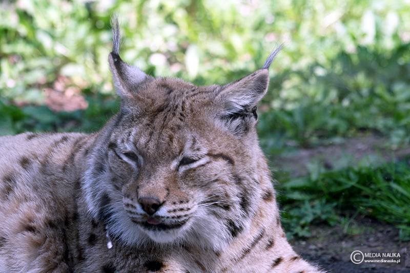 ryś euroazjatycki (Lynx lynx)