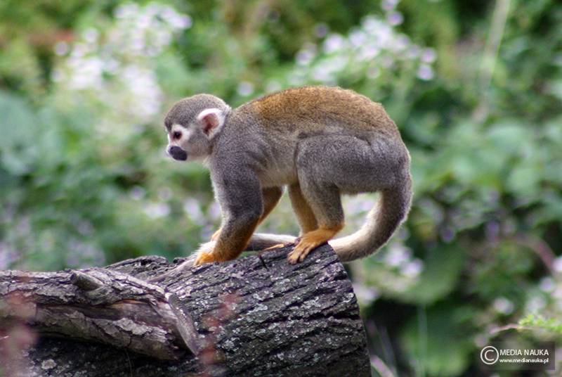sajmiri wiewiórcza (Saimiri sciureus)