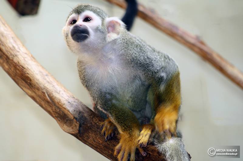 sajmiri wiewiórcza (Saimiri sciureus)