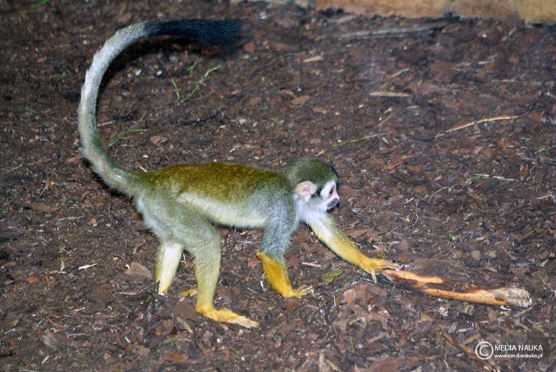 sajmiri wiewiórcza (Saimiri sciureus)