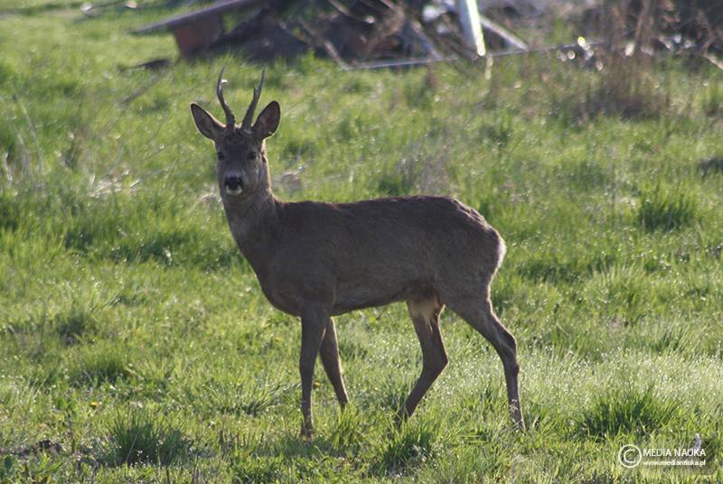 sarna europejska (Capreolus capreolus)