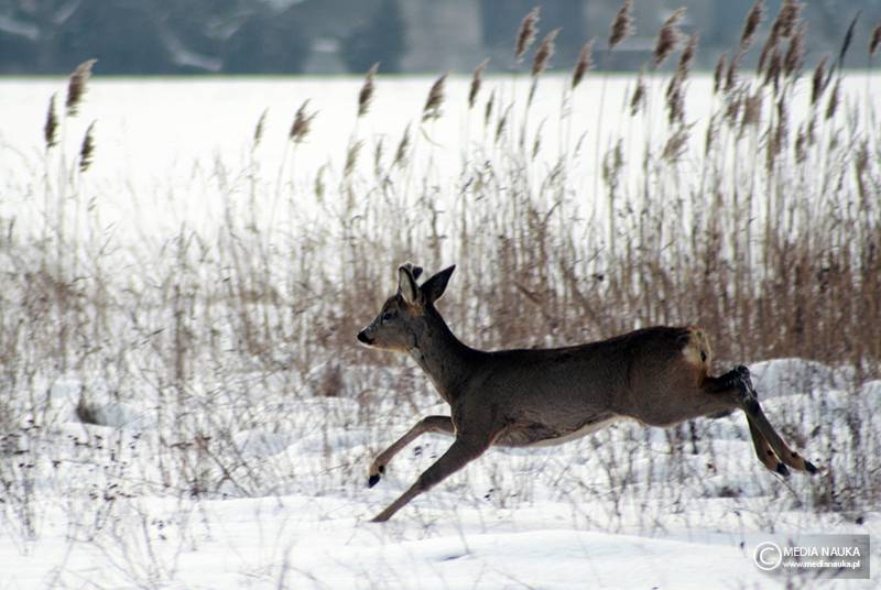 sarna europejska (Capreolus capreolus)