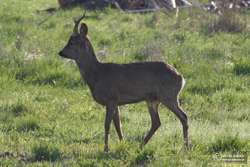 sarna europejska (Capreolus capreolus)