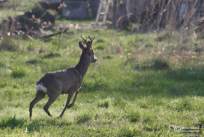 sarna europejska (Capreolus capreolus)
