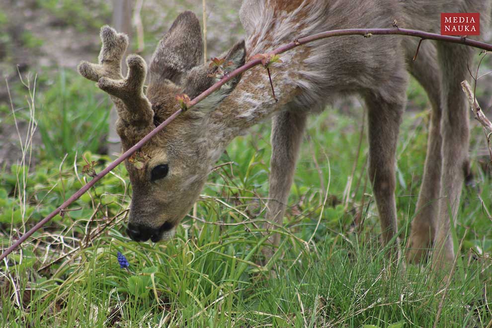 sarna europejska (Capreolus capreolus)