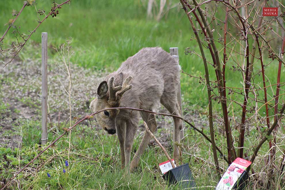 sarna europejska (Capreolus capreolus)
