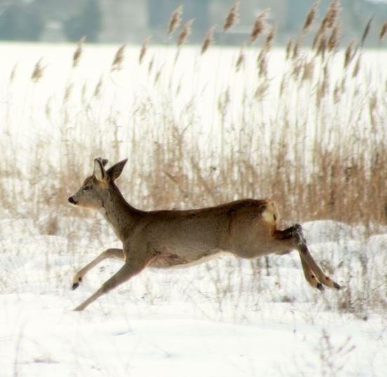 sarna europejska (Capreolus capreolus)