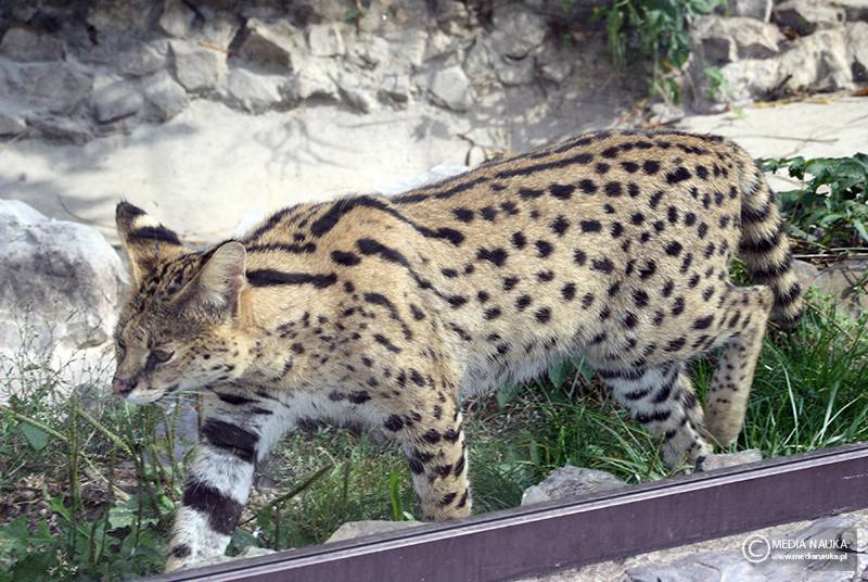 serwal sawannowy (Leptailurus serval)