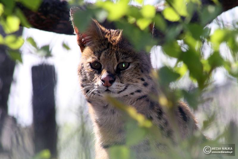 serwal sawannowy (Leptailurus serval)