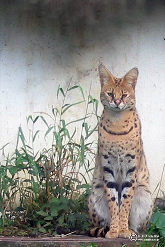 serwal sawannowy (Leptailurus serval)