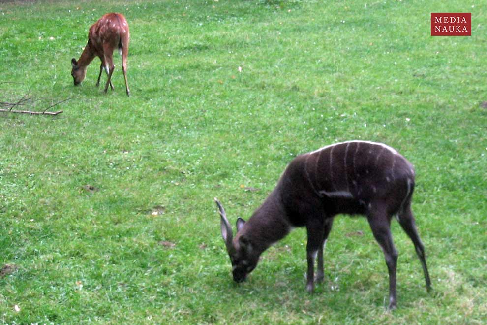sitatunga sawannowa (Tragelaphus spekii)