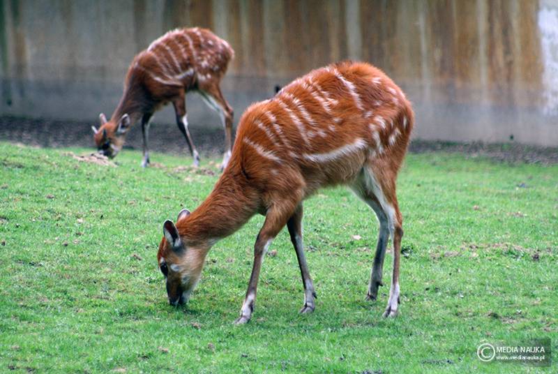 sitatunga sawannowa (Tragelaphus spekii)