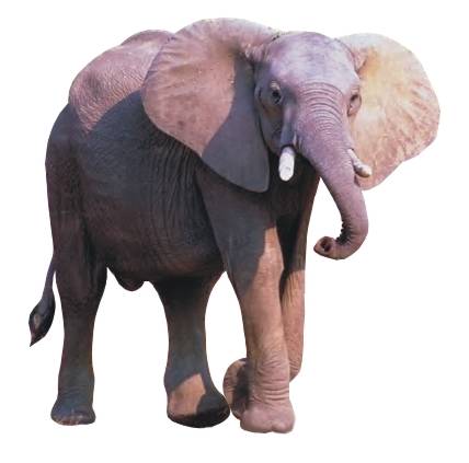 słoń afrykański (Loxodonta africana)