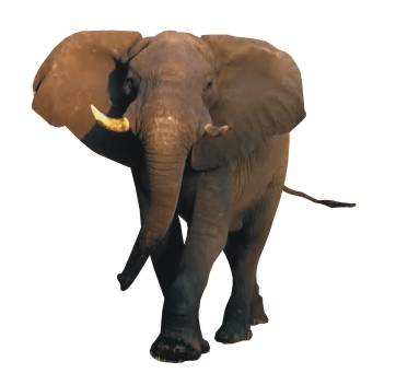 słoń afrykański (Loxodonta africana)
