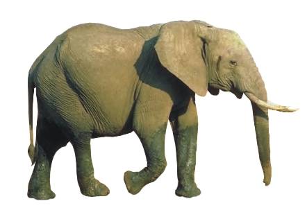 słoń afrykański (Loxodonta africana)