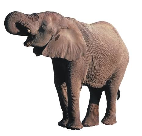 słoń afrykański (Loxodonta africana)
