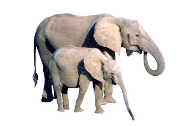 słoń afrykański (Loxodonta africana)