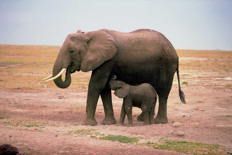 słoń afrykański (Loxodonta africana)