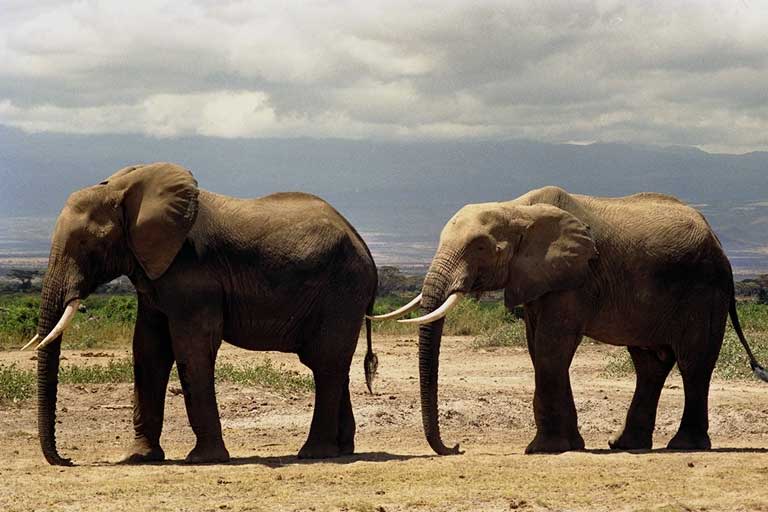 słoń afrykański (Loxodonta africana)
